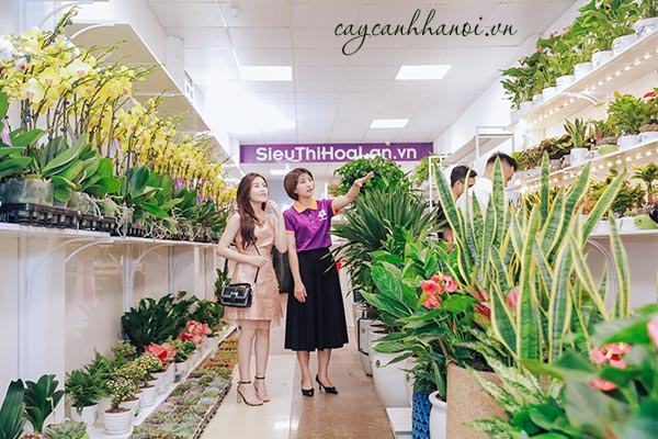 Lựa chọn cây cảnh cho người tuổi Thìn