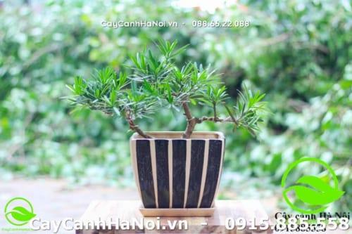 Cây tùng la hán bonsai để bàn