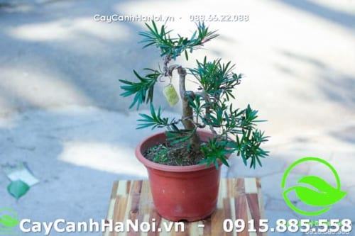 Tùng la hán bonsai hợp mệnh Thủy