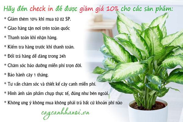 Cây Cảnh Hà Nội Hân hạnh được phục vụ quý khách!