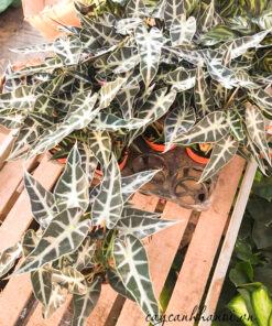 Cây Alocasia Polly