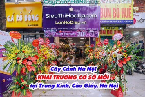 Cây cảnh Hà Nội khai trương cơ sở mới