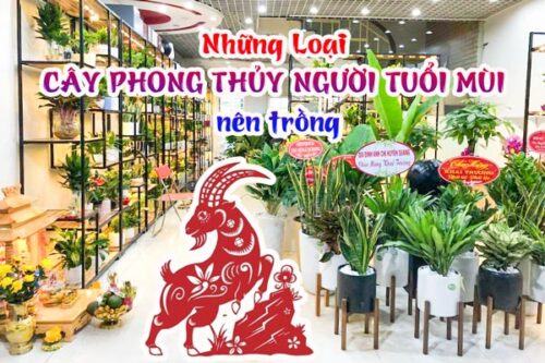 Cây cảnh phong thủy người Tuổi Mùi nên trồng