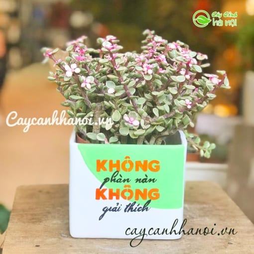 Cây đô la hồng để bàn mẫu 1