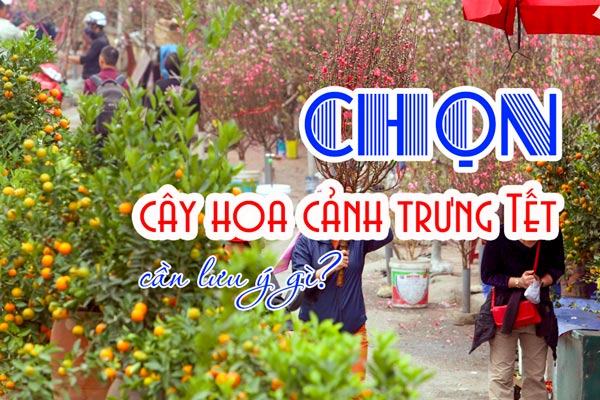 Chọn cây hoa cảnh trưng Tết