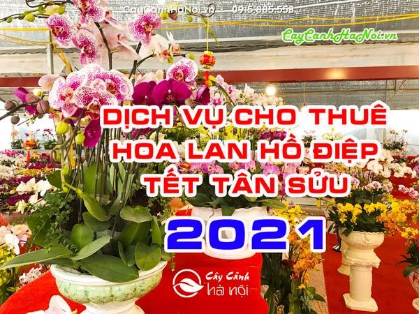 Dịch vụ cho thuê hoa lan hồ điệp Tết