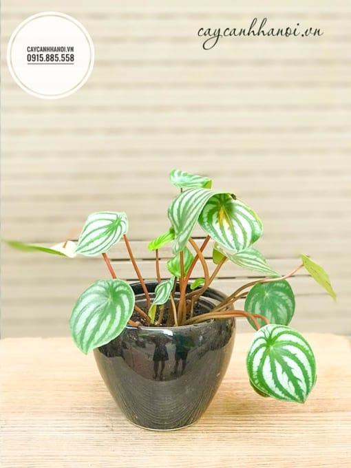 Lá sọc dưa Peperomia argyreia