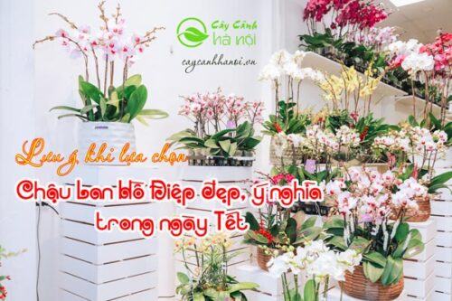 Lựa chọn hoa lan hồ điệp đẹp ý nghĩa