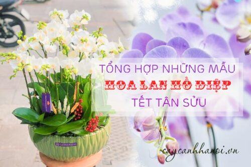 Những mẫu hoa lan hồ điệp Tết Tân Sửu