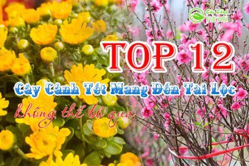 Cây cảnh Tết mang đến tài lộc