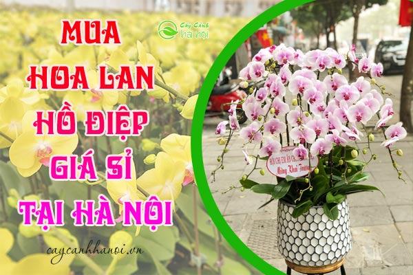 Mua hoa lan hồ điệp giá sỉ tại Hà Nội