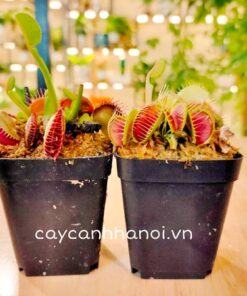 Cây bắt mồi Venus Flytrap