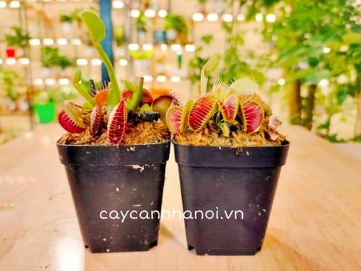 Cây bắt mồi Venus Flytrap