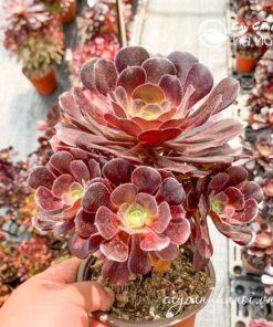 Cây sen đá cổ thụ Aeonium