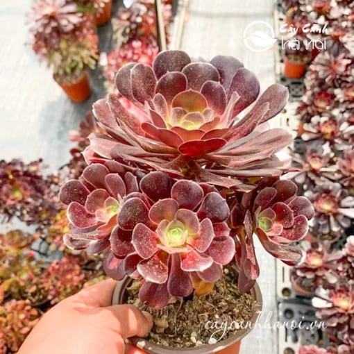 Cây sen đá cổ thụ Aeonium