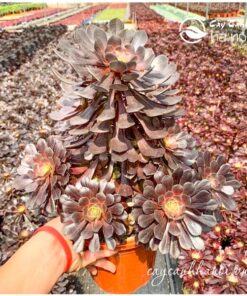 Cây sen đá cổ thụ Aeonium tím