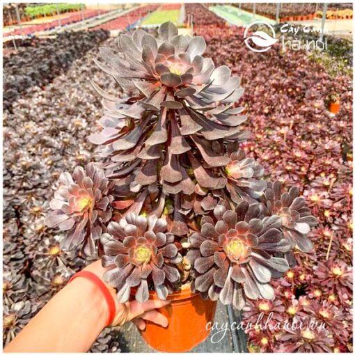 Cây sen đá cổ thụ Aeonium tím