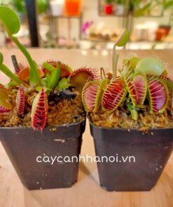 Đặc điểm cây Venus Flytrap