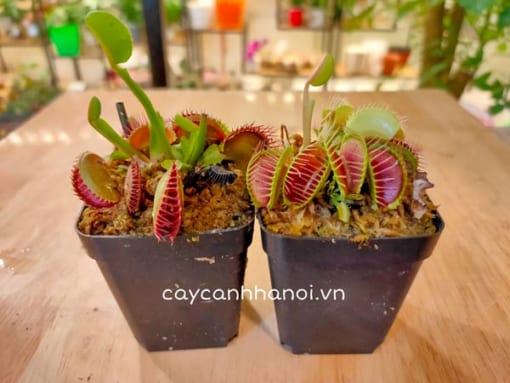 Đặc điểm cây Venus Flytrap