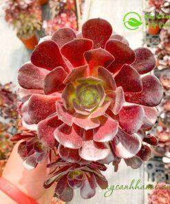 Đặc điểm cây sen đá cổ thụ Aeonium