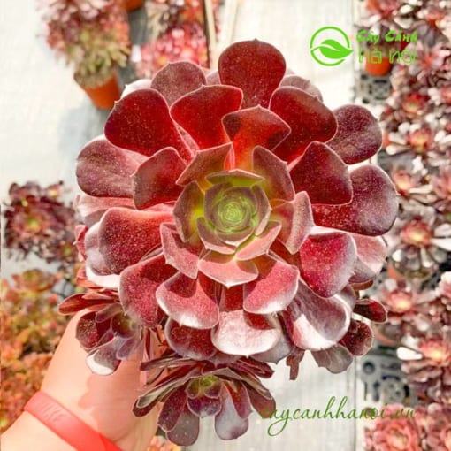 Đặc điểm cây sen đá cổ thụ Aeonium