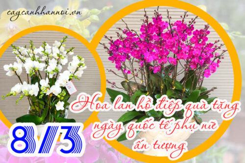 Hoa lan hồ điệp tặng quốc tế phụ nữ ấn tượng