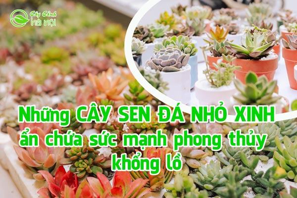 Những loài sen đá nhỏ xinh