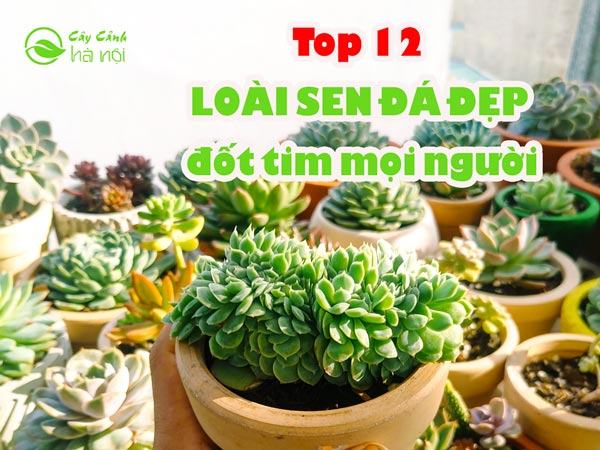 Những loài sen đá đẹp đột tim mọi người