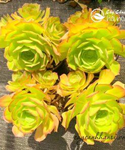 Sen đá cổ thụ aeonium xanh