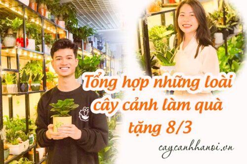 Tổng hợp những loài cây cảnh làm quà tặng 8/3