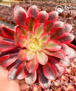 Vẻ đẹp của sen đá cổ thụ Aeonium