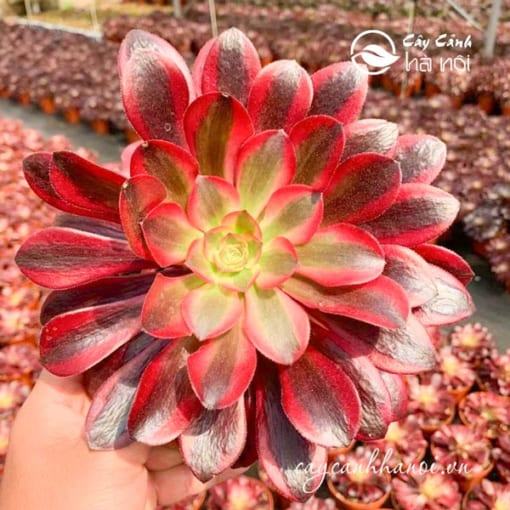 Vẻ đẹp của sen đá cổ thụ Aeonium