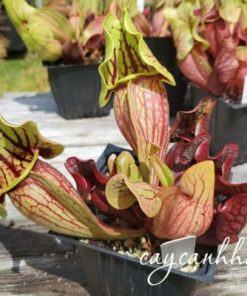 Cây hố bẫy (Sarracenia)