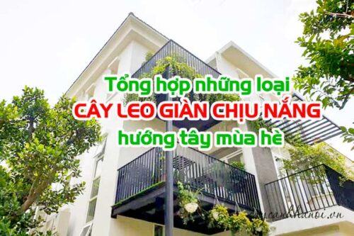 Cây leo gian chịu nắng hướng tây mua hè