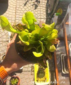 Đặc điểm Cây hố bẫy (Sarracenia)