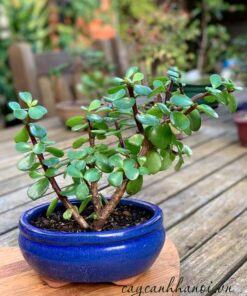 Sen dollar xanh trồng bonsai