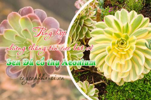 Tổng hợp những thông tin cực hot về Sen Đá cổ thụ Aeonium