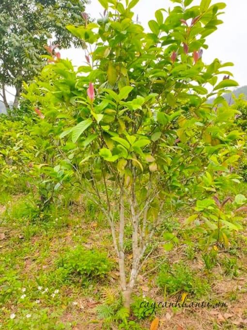 Trà bông vàng là loài cây quý hiếm