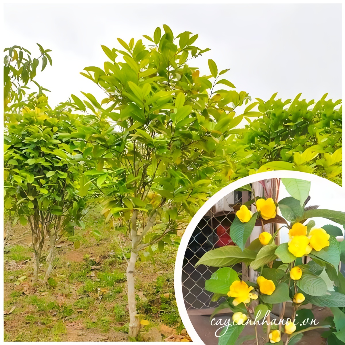 Trà hoa vàng được ưu ái gọi là nữ hoàng của các loại trà
