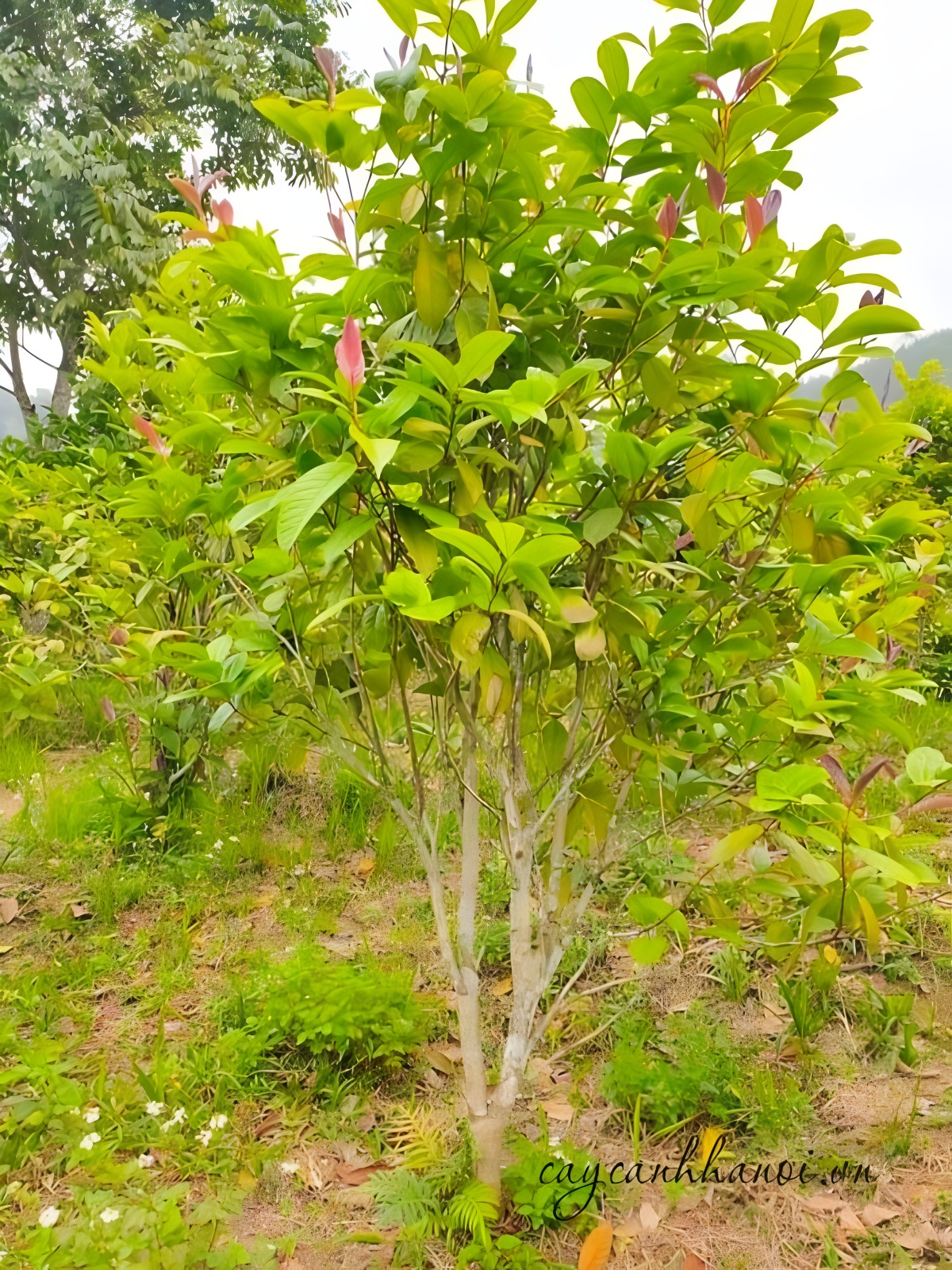 Trà hoa vàng có thể nhân giống bằng gieo hạt, giâm cành, tách bụi