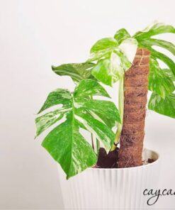 Monstera Var mang đến nhũng điều tốt đẹp