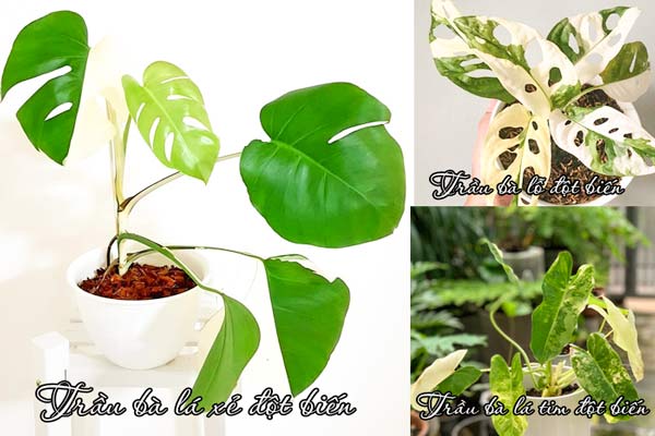 Các dạng trầu bà Monstera Variegata đột biến