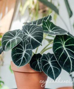 Cây Alocasia Black Velvet