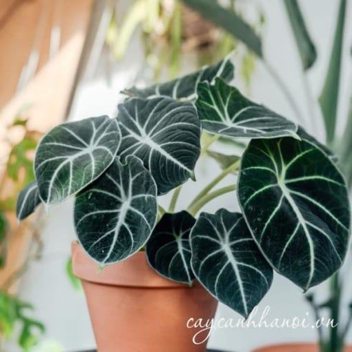 Cây Alocasia Black Velvet