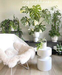 Cây Monstera Var decor đẹp