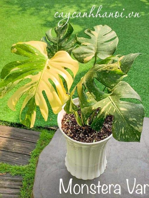 Cây Monstera Var trang trí nội thất