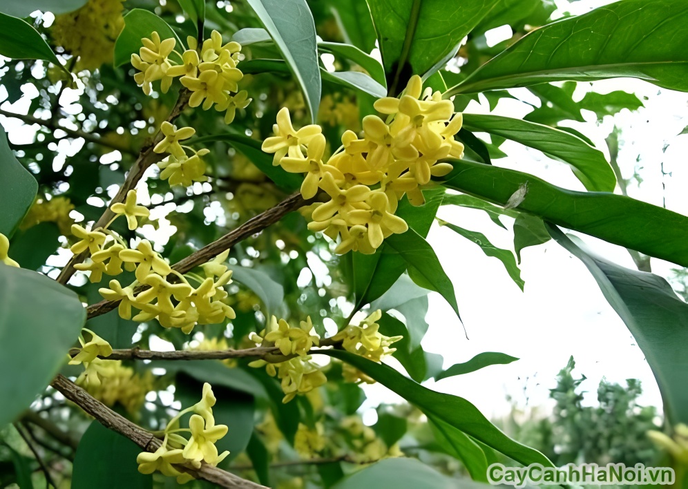 Hoa mộc hương có sắc trắng và vàng, tương hợp với mệnh Kim