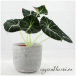 Cây Môn Nhung Đen (Alocasia Black Velvet)