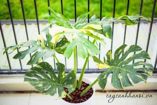 Cây trầu bà Cây Monstera Var đại diện cho sự may mắn