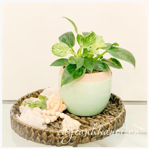 Cây trầu bà Philodendron birkin